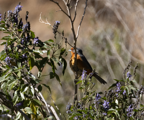 Cochabamba Mountain-finch