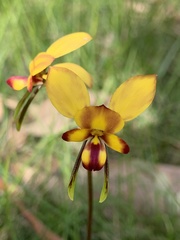 Diuris orientis