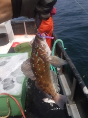 Hexagrammos decagrammus