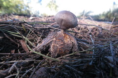 Geastrum tenuipes