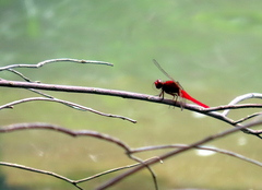 Rhodothemis rufa