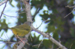 Geothlypis philadelphia