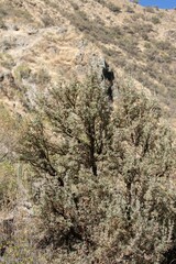 Polylepis