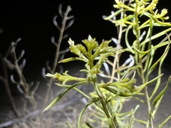 Chrysothamnus viscidiflorus