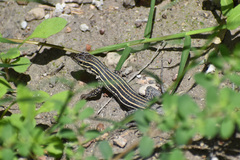 Aspidoscelis