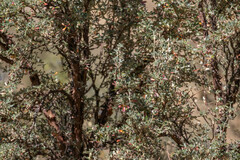 Polylepis