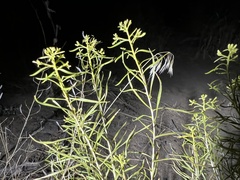 Chrysothamnus viscidiflorus