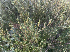 Ricinocarpos pinifolius