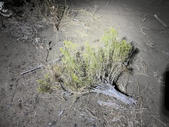 Chrysothamnus viscidiflorus