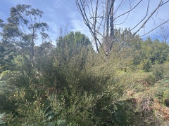 Ricinocarpos pinifolius