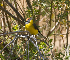 Myioborus brunniceps