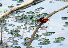 Neurothemis ramburii