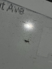 Formicidae