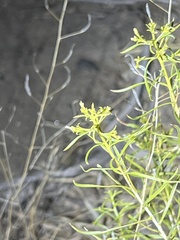Chrysothamnus viscidiflorus