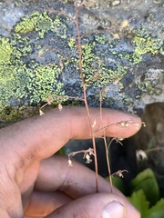 Heuchera glabra