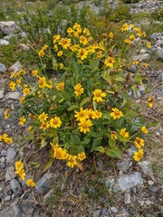 Arnica latifolia