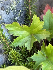 Heuchera glabra