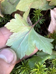 Heuchera glabra