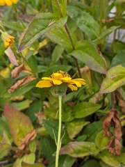 Arnica latifolia