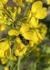 Melangyna viridiceps