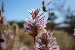 Ptilotus exaltatus