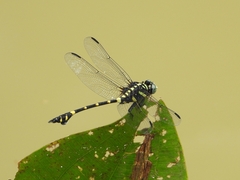Ictinogomphus decoratus