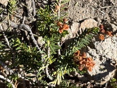 Phyllodoce empetriformis