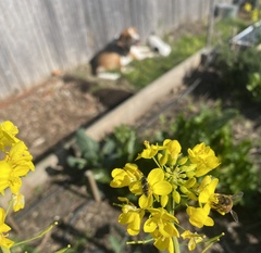 Melangyna viridiceps