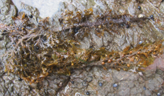 Carpophyllum plumosum