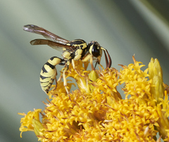 Pterocheilus