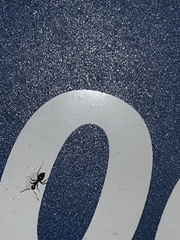 Formicidae