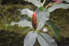 Costus scaber