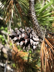 Pinus contorta contorta