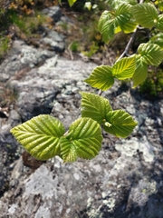 Betula cordifolia