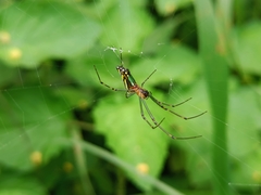 Leucauge decorata