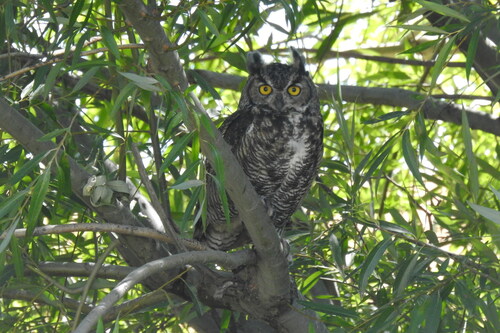 Great Horned Owl photographed in Idaho