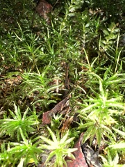 Atrichum undulatum