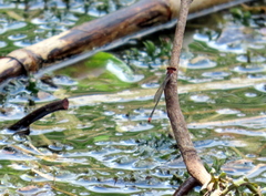 Pseudagrion pilidorsum