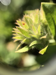 Arctostaphylos montaraensis