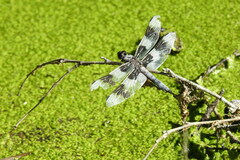 Libellula forensis