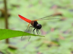 Aethriamanta brevipennis