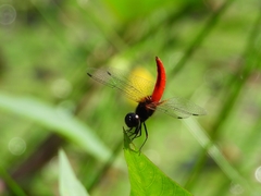 Aethriamanta brevipennis