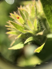 Arctostaphylos montaraensis