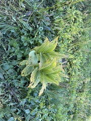 Veratrum