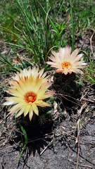 Coryphantha elephantidens