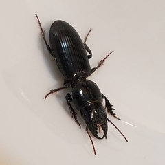 Scarites subterraneus