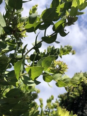 Arctostaphylos montaraensis