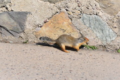 Urocitellus columbianus