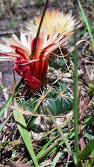 Coryphantha elephantidens