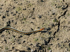 Thamnophis sirtalis concinnus